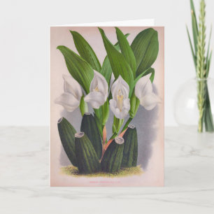  witte orchidee Anguloa Uniflora Lindenia Kaart