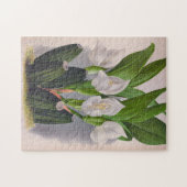  witte orchidee Anguloa Uniflora Lindenia Legpuzzel (Horizontaal)