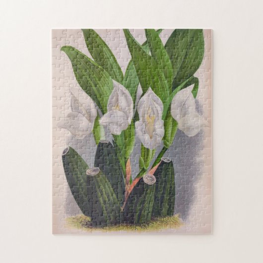  witte orchidee Anguloa Uniflora Lindenia Legpuzzel (Verticaal)