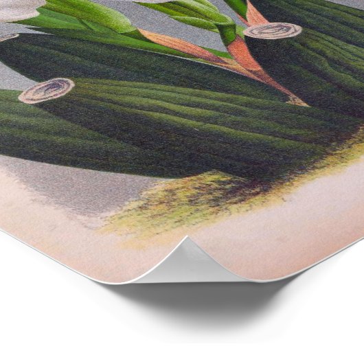 witte orchidee Anguloa Uniflora Lindenia Poster (Hoek)