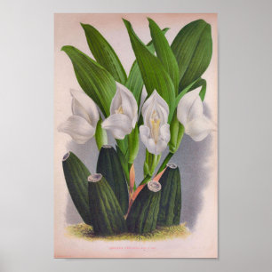 witte orchidee Anguloa Uniflora Lindenia Poster