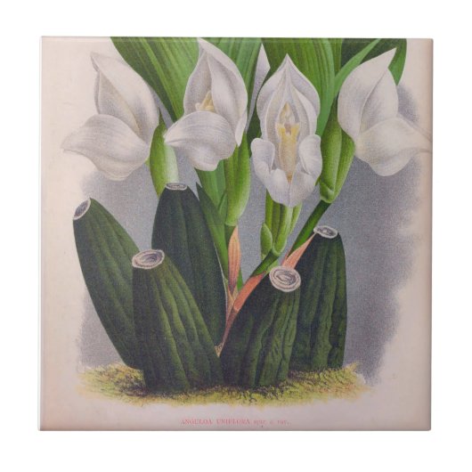 witte orchidee Anguloa Uniflora Lindenia Tegeltje (Voorkant)