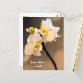 Witte Orchidee Ansichtkaart Briefkaart