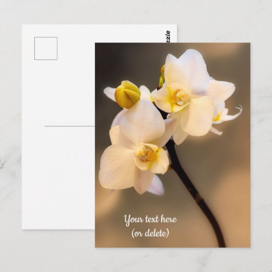 Witte Orchidee Ansichtkaart Briefkaart (Voorkant / Achterkant)