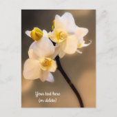 Witte Orchidee Ansichtkaart Briefkaart (Voorkant)