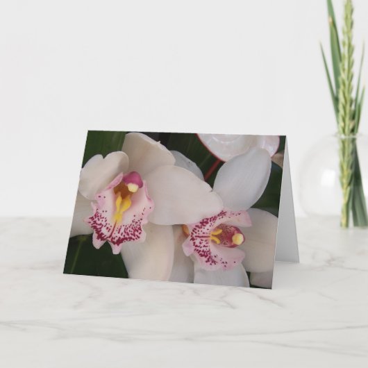 Witte orchidee blanco kaart (Voorkant)