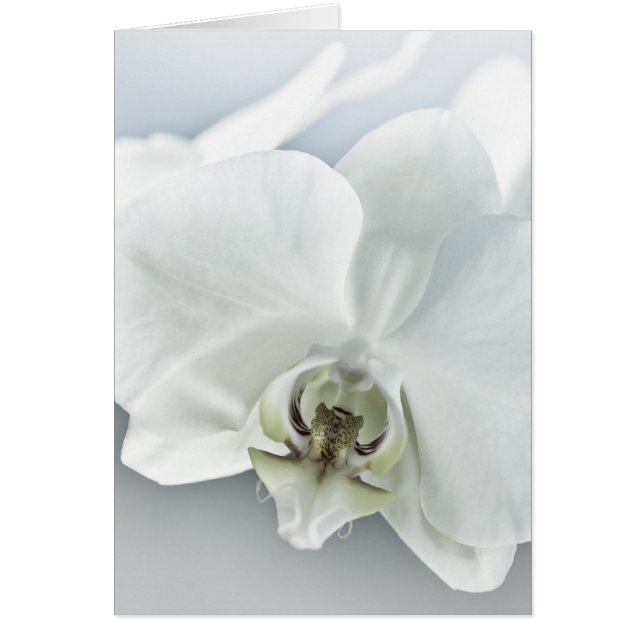 Witte Orchidee Bloem (Voorkant)