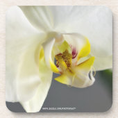 Witte Orchidee Bloem Drankjes Onderzetter (Voorkant)