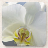 Witte Orchidee Bloem Drankjes Onderzetter (Voorkant)