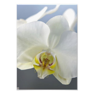 Witte Orchidee Bloem Foto Afdruk