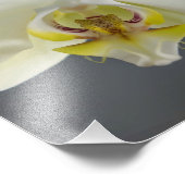 Witte Orchidee Bloem Foto Afdruk (Hoek)