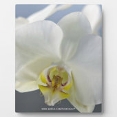 Witte Orchidee Bloem Fotoplaat (Voorkant)