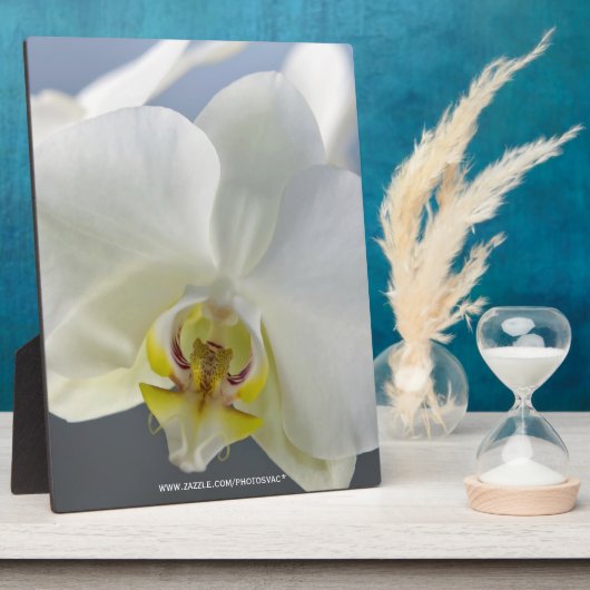 Witte Orchidee Bloem Fotoplaat (Zijkant)