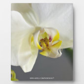 Witte Orchidee Bloem Fotoplaat (Voorkant)