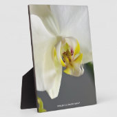 Witte Orchidee Bloem Fotoplaat (Zijkant)