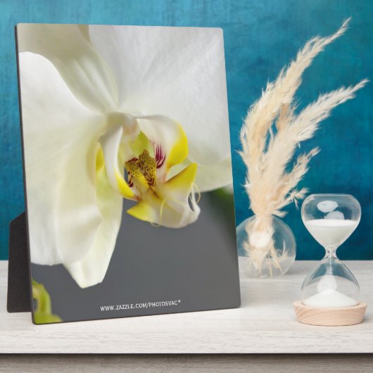 Witte Orchidee Bloem Fotoplaat (Zijkant)