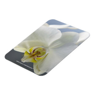 Witte Orchidee Bloem Magneet