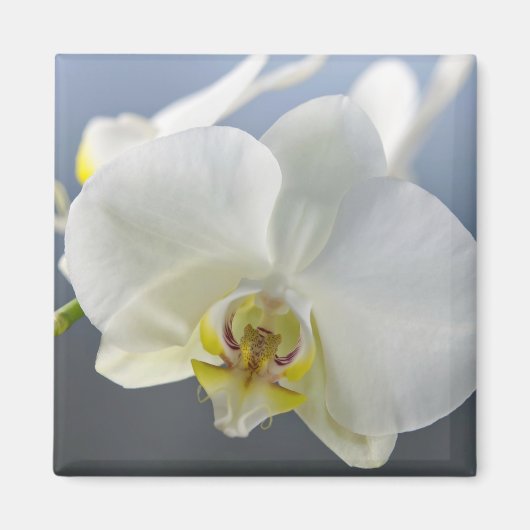 Witte Orchidee Bloem Magneet (Voorkant)