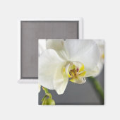 Witte Orchidee Bloem Magneet (Voorkant / Achterkant)