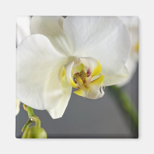 Witte Orchidee Bloem Magneet (Voorkant)