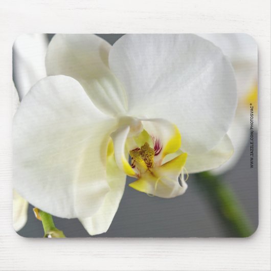 Witte Orchidee Bloem Muismat (Voorkant)