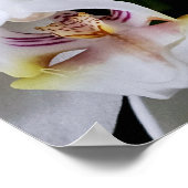Witte orchidee bloem poster (Hoek)