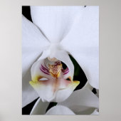 Witte orchidee bloem poster (Voorkant)