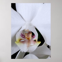Witte orchidee bloem poster