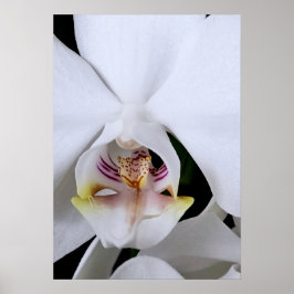 Witte orchidee bloem poster