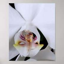 Witte orchidee bloem poster