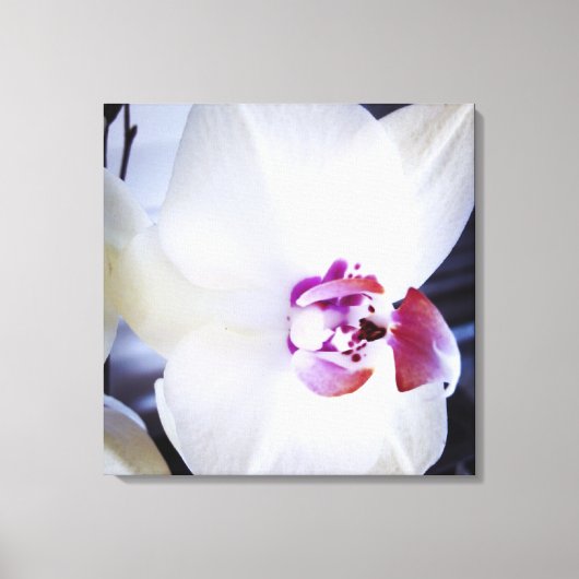 Witte Orchidee Bloemen Canvas Afdruk (Voorkant)