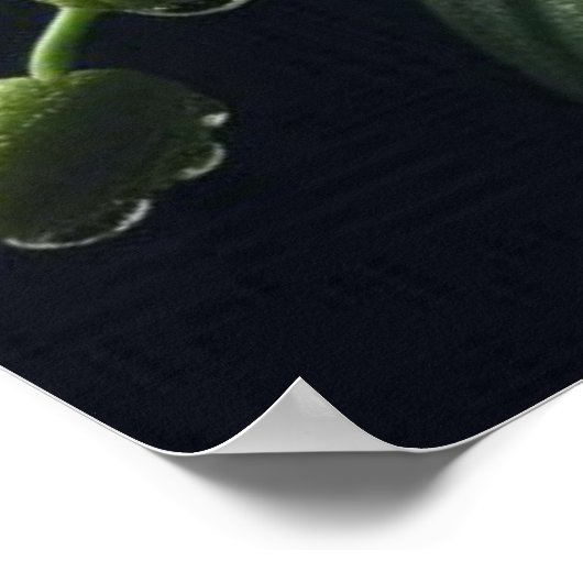 Witte orchidee bloemig poster (Hoek)