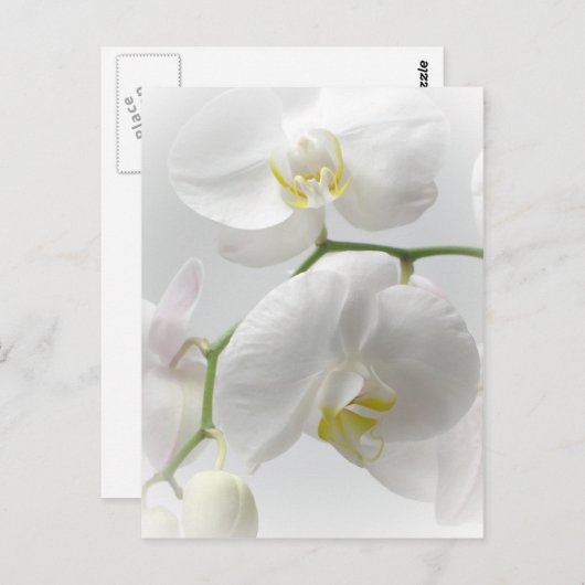 Witte orchidee briefkaart (Voorkant / Achterkant)