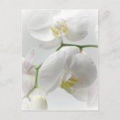 Witte orchidee briefkaart (Voorkant)