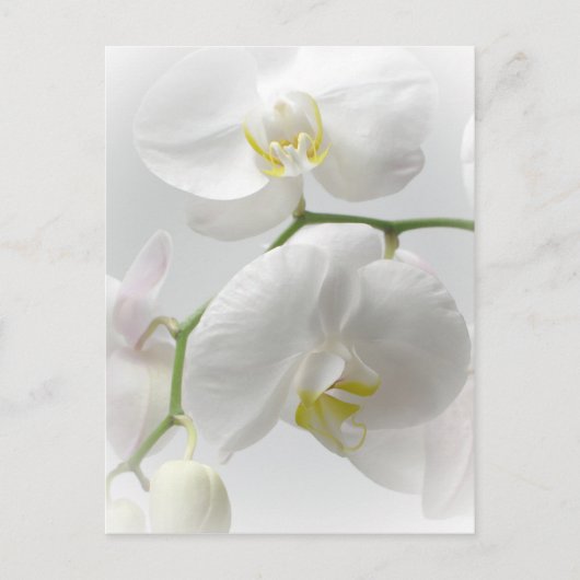Witte orchidee briefkaart (Voorkant)