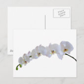 Witte orchidee briefkaart (Voorkant / Achterkant)