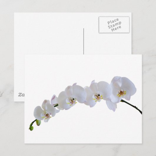 Witte orchidee briefkaart (Voorkant / Achterkant)