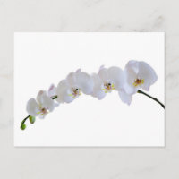 Witte orchidee