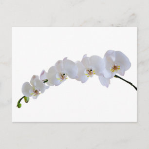Witte orchidee briefkaart