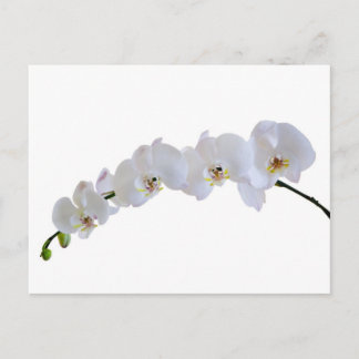 Witte orchidee briefkaart