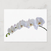 Witte orchidee briefkaart (Voorkant)