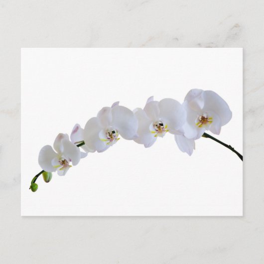 Witte orchidee briefkaart (Voorkant)