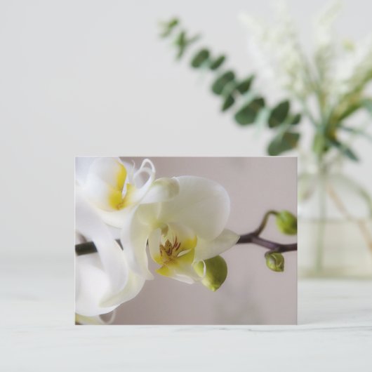 Witte orchidee · Briefkaart (Staand voorkant)