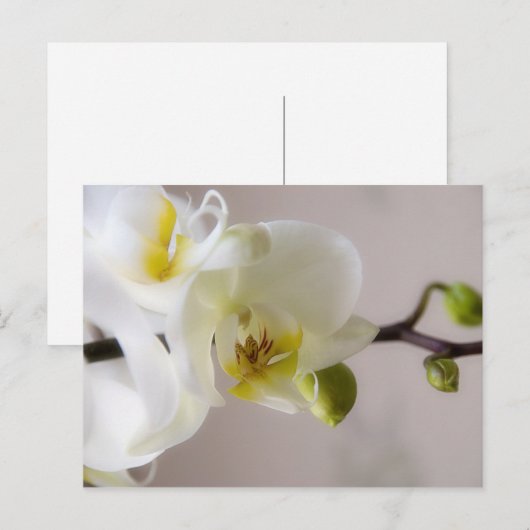 Witte orchidee · Briefkaart (Voorkant / Achterkant)