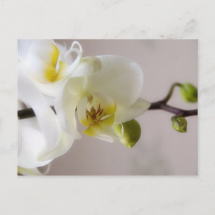 Witte orchidee · Briefkaart