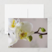 Witte orchidee · Briefkaart (Voorkant / Achterkant)