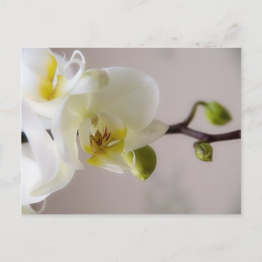 Witte orchidee · Briefkaart (Voorkant)