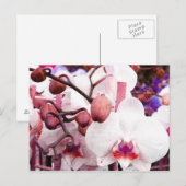 witte orchidee briefkaart (Voorkant / Achterkant)