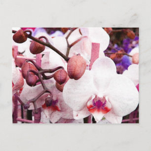witte orchidee briefkaart