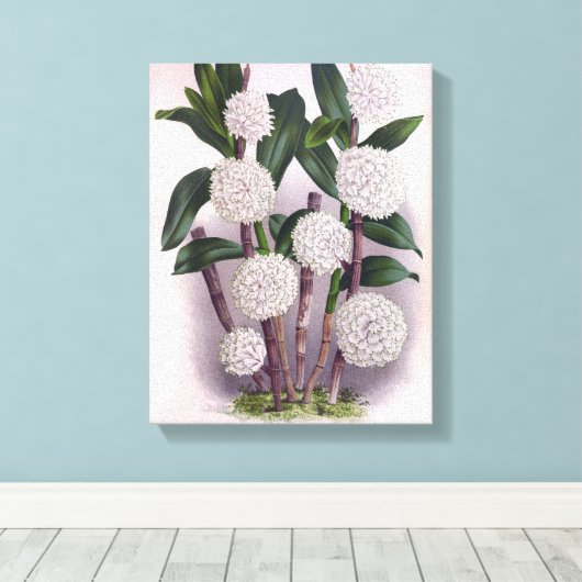  witte orchidee Dendrobrium Purpurem Canvas Afdruk (Insitu (Houten vloer))